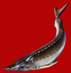 Фигурка декорат. "Севрюжка средняя" 2.6x5.6x17см